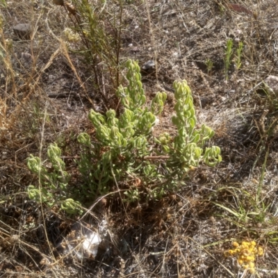 Persoonia rigida (Hairy Geebung) at Cooma, NSW - 23 Jan 2023 by mahargiani