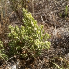 Persoonia rigida at Cooma, NSW - 24 Jan 2023 10:32 AM