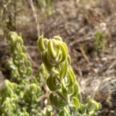 Persoonia rigida at Cooma, NSW - 24 Jan 2023 10:32 AM