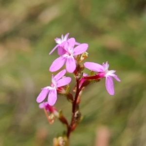 Stylidium sp. at Paddys River, ACT - 24 Jan 2023 11:24 AM