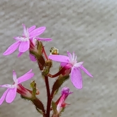 Stylidium sp. at Paddys River, ACT - 24 Jan 2023