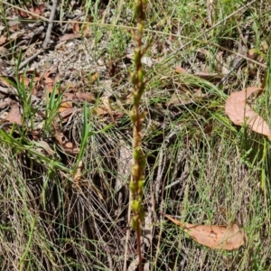 Stylidium sp. at Paddys River, ACT - 24 Jan 2023 11:20 AM