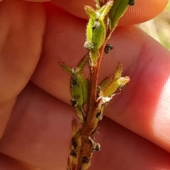 Stylidium sp. at Paddys River, ACT - 24 Jan 2023