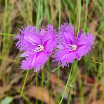 Thysanotus tuberosus subsp. tuberosus (Common Fringe-lily) at Paddys River, ACT - 24 Jan 2023 by Mike