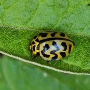 Cleobora mellyi at Paddys River, ACT - 24 Jan 2023