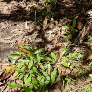 Plantago debilis at Paddys River, ACT - 24 Jan 2023