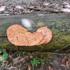 Unidentified Fungus at Paddys River, ACT - 23 Jan 2023 by Mike