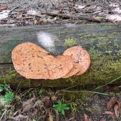 zz Polypore (shelf/hoof-like) at Paddys River, ACT - 24 Jan 2023 by Mike