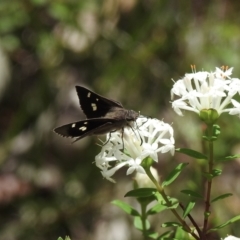 Mesodina halyzia (Eastern Iris-skipper) at Mittagong, NSW - 21 Jan 2023 by GlossyGal