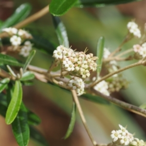 Astrotricha ledifolia at Cotter River, ACT - 21 Jan 2023 03:52 PM