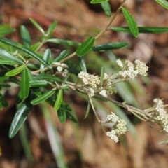 Astrotricha ledifolia at Cotter River, ACT - 21 Jan 2023