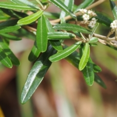 Astrotricha ledifolia at Cotter River, ACT - 21 Jan 2023 03:52 PM