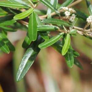 Astrotricha ledifolia at Cotter River, ACT - 21 Jan 2023 03:52 PM