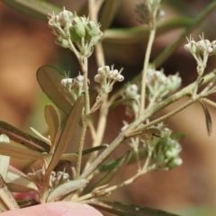 Astrotricha ledifolia at Cotter River, ACT - 21 Jan 2023 03:52 PM