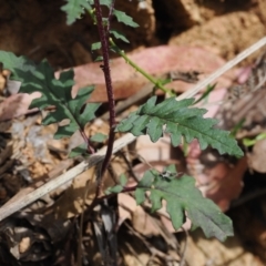 Arrhenechthites mixtus (Purple Fireweed) at Cotter River, ACT - 21 Jan 2023 by RAllen