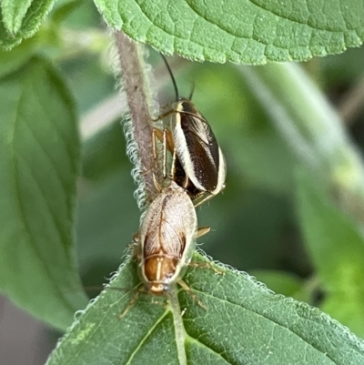 Balta bicolor (A balta cockroach) at Lyneham, ACT - 23 Jan 2023 by HelenWay