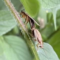 Balta bicolor at Lyneham, ACT - 23 Jan 2023