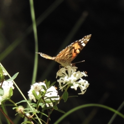 Vanessa kershawi (Australian Painted Lady) at Mittagong, NSW - 21 Jan 2023 by GlossyGal