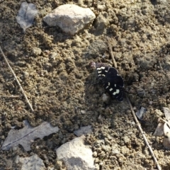 Phalaenoides tristifica at Jerrabomberra, ACT - 20 Jan 2023