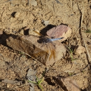 Orthetrum caledonicum at Jerrabomberra, ACT - 20 Jan 2023 04:54 PM