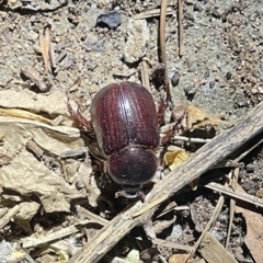 Adoryphorus coulonii (Redheaded pasture cockchafer) at Lyneham, ACT - 21 Jan 2023 by HelenWay