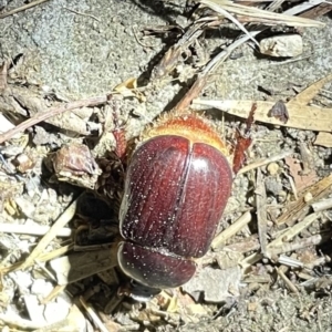 Adoryphorus coulonii at Lyneham, ACT - 21 Jan 2023