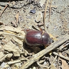 Adoryphorus coulonii at Lyneham, ACT - 21 Jan 2023