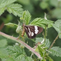 Nyctemera amicus at Cotter River, ACT - 21 Jan 2023