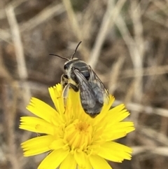 Lasioglossum (Chilalictus) sp. (genus & subgenus) (Halictid bee) at Holder, ACT - 18 Jan 2023 by AJB