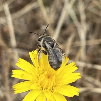 Lasioglossum (Chilalictus) sp. (genus & subgenus) (Halictid bee) at Holder, ACT - 19 Jan 2023 by AJB