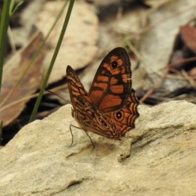 Geitoneura acantha (Ringed Xenica) at Mittagong, NSW - 16 Jan 2023 by GlossyGal