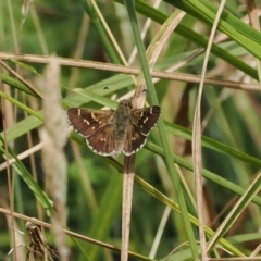 Pasma tasmanica (Two-spotted Grass-skipper) at Cotter River, ACT - 21 Jan 2023 by RAllen