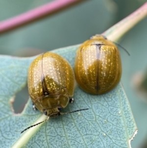 Paropsisterna cloelia at Holder, ACT - 19 Jan 2023 10:30 AM