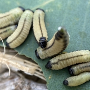 Paropsisterna cloelia at Holder, ACT - 19 Jan 2023