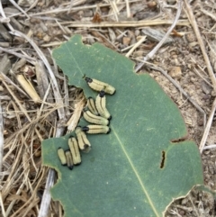 Paropsisterna cloelia at Holder, ACT - 19 Jan 2023 10:29 AM