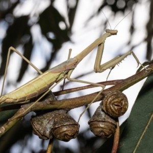 Archimantis latistyla at Macgregor, ACT - 24 Jan 2023