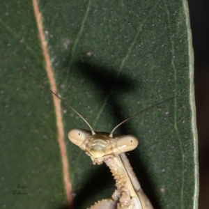 Archimantis latistyla at Macgregor, ACT - 24 Jan 2023