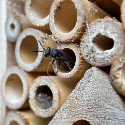 Crabronidae (family) (Sand wasp) at Holder, ACT - 24 Jan 2023 by AJB