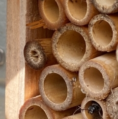 Crabronidae (family) at Holder, ACT - suppressed