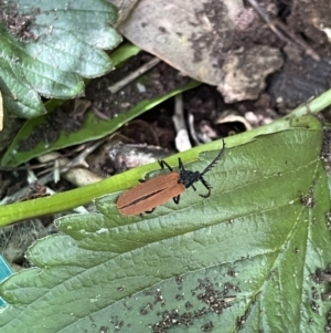 Porrostoma sp. (genus) at Lyneham, ACT - 21 Jan 2023