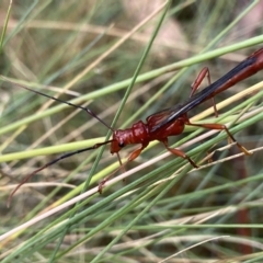 Macrones sp. (genus) (A wasp mimicking longhorn beetle) at Namadgi National Park - 22 Jan 2023 by AJB