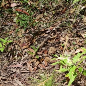 Rankinia diemensis at Paddys River, ACT - 24 Jan 2023