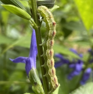 Helicoverpa (genus) at Lyneham, ACT - 24 Jan 2023