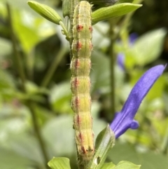 Helicoverpa (genus) at Lyneham, ACT - 24 Jan 2023