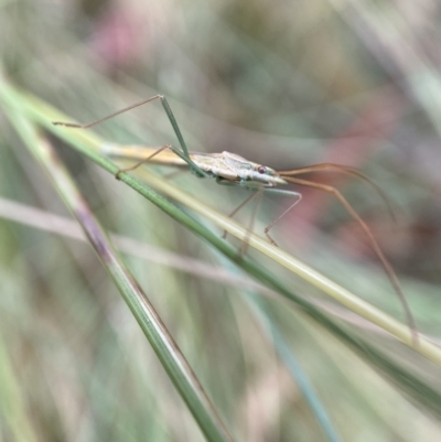 Mutusca brevicornis (A broad-headed bug) at Namadgi National Park - 22 Jan 2023 by AJB