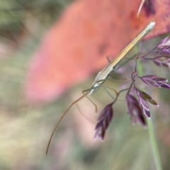 Mutusca brevicornis at Cotter River, ACT - suppressed