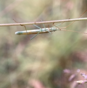 Mutusca brevicornis at Cotter River, ACT - suppressed