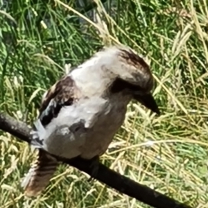 Dacelo novaeguineae at Paddys River, ACT - 24 Jan 2023 12:16 PM