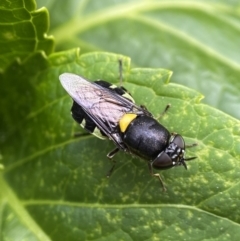 Odontomyia hunteri (Soldier fly) at Holder, ACT - 24 Jan 2023 by AJB