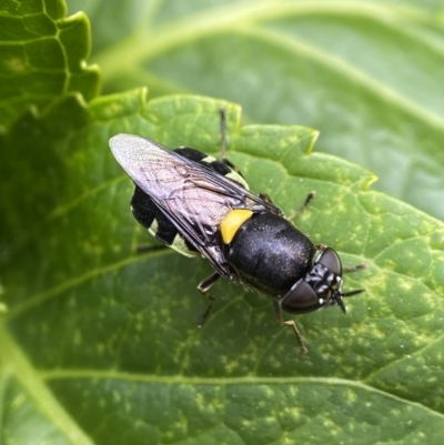 Odontomyia hunteri (Soldier fly) at Holder, ACT - 24 Jan 2023 by AJB